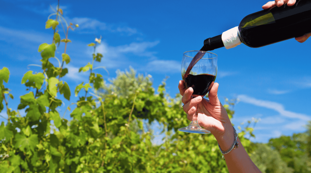 Un vin biologique à Mauléon-Licharre proposé par ETS Pinque